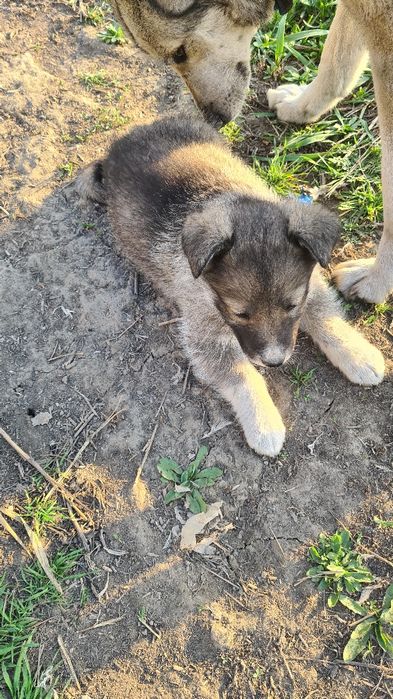 Отдам в добрые руки