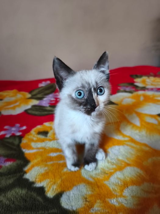 Кошечка в добрые руки