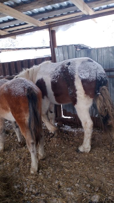 Продам трёх лошадей