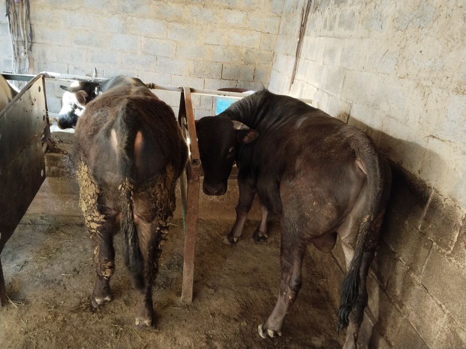 5.Бычков по 650 000 тыс.  Торг Есть .