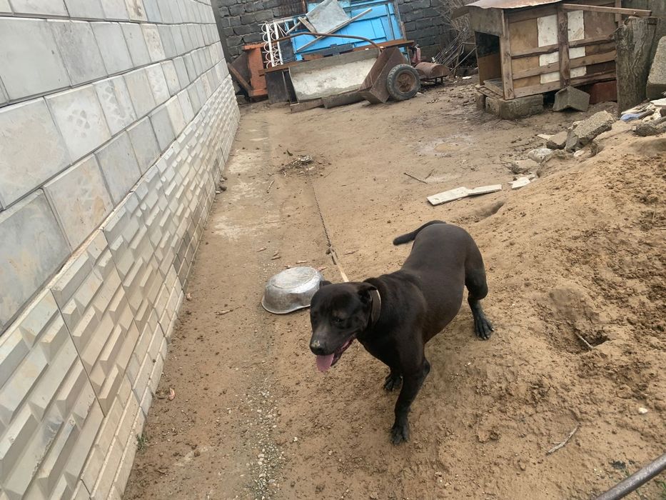 Пидпул собака сатылады