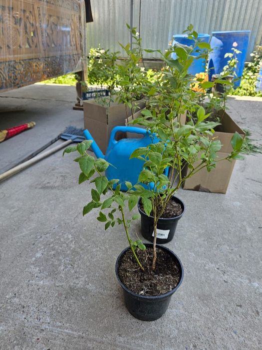 Голубика Саженцы