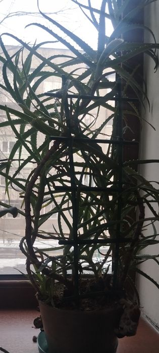 Продам лечебный алоэ 7,8 лет