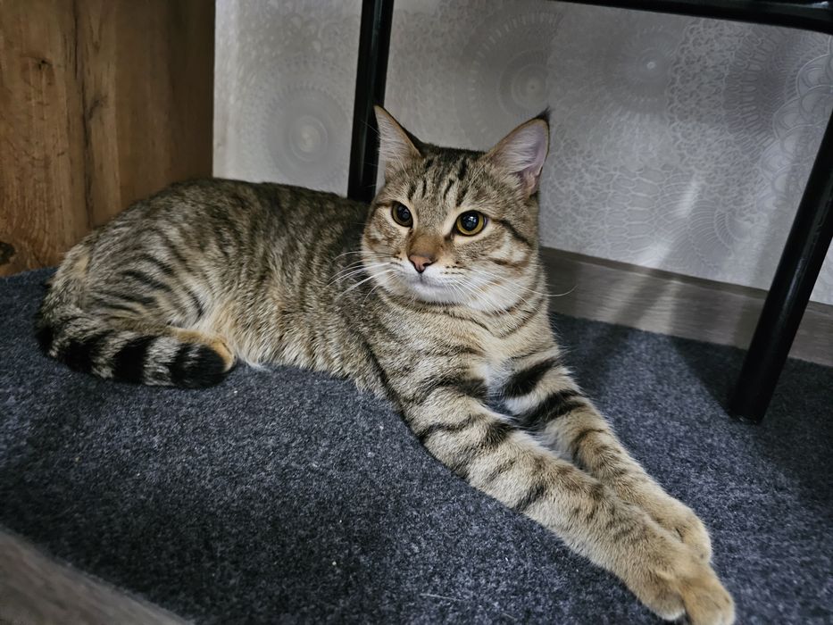 Кот Только в Добрые Руки!