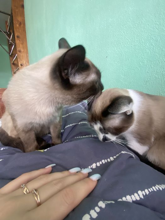 Отдам двух котов в добрые руки