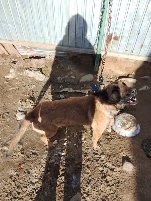 Аяк колы сау гарантия