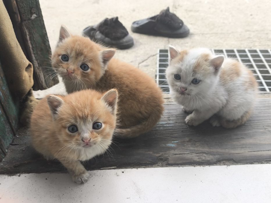 Отдам котят даром