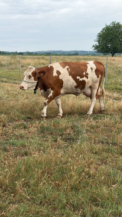 Vaca de vânzare