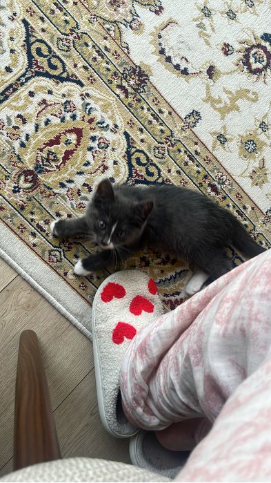 Отдам кота в хорошие руки