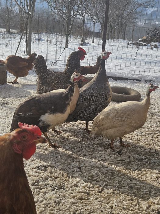 Vând sau schimb bibiloi tineri