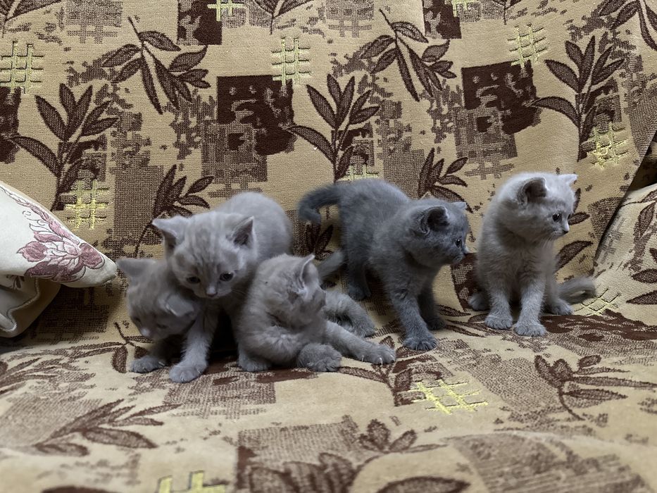 «Кошка мечты — не царапается, мурчит как Rolls-Royce”