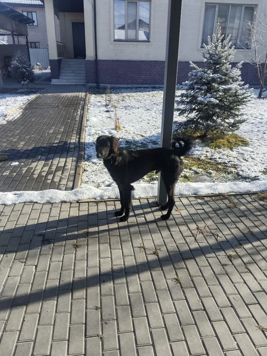 Тазы, 9 месяцев , все прививки