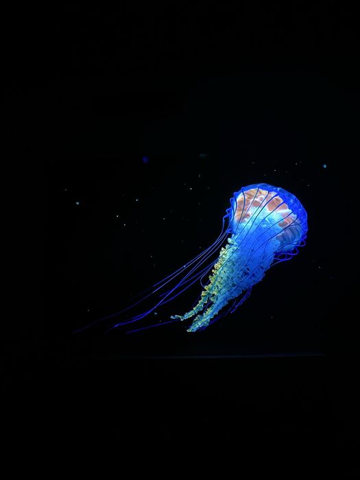 LG OLED evo 55 дюймов