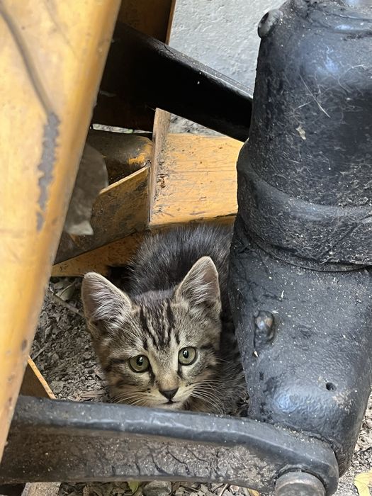 Котятя