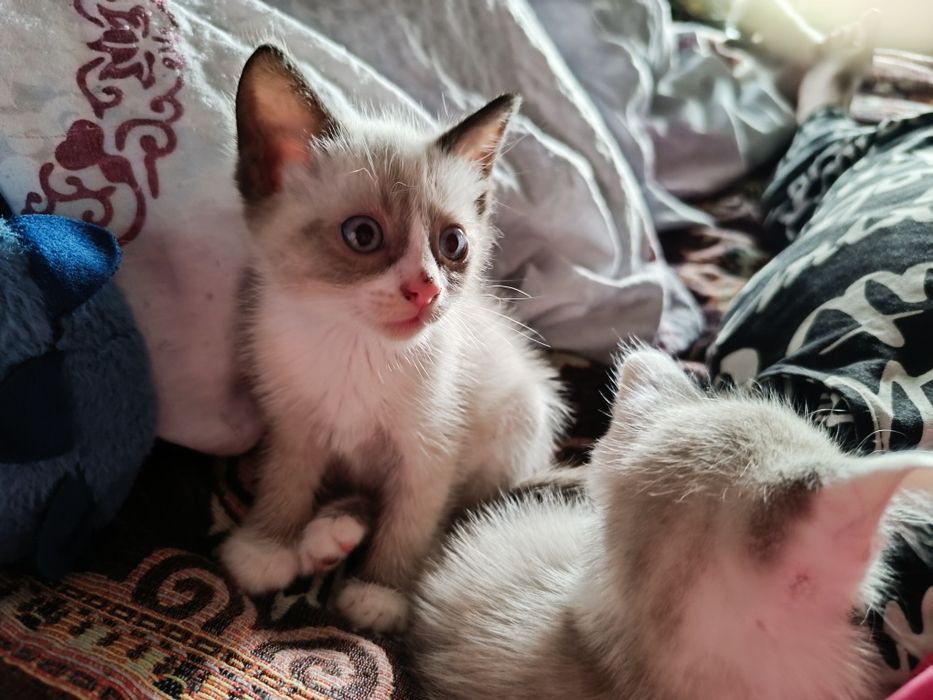 Отдам котят в добрые руки