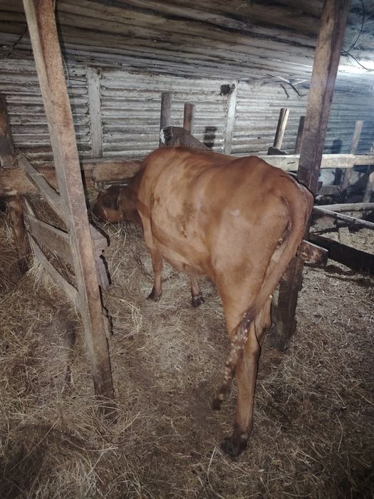 Продам телочку с теленком