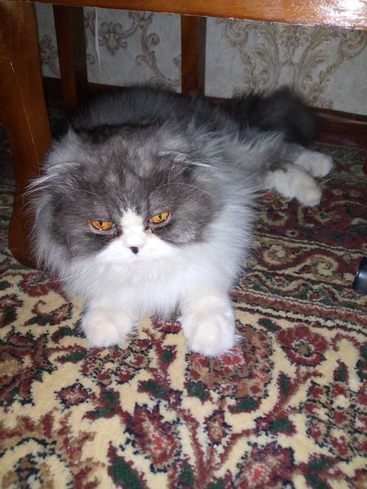 Срочно Продам кота. Порода скотиш фолд.