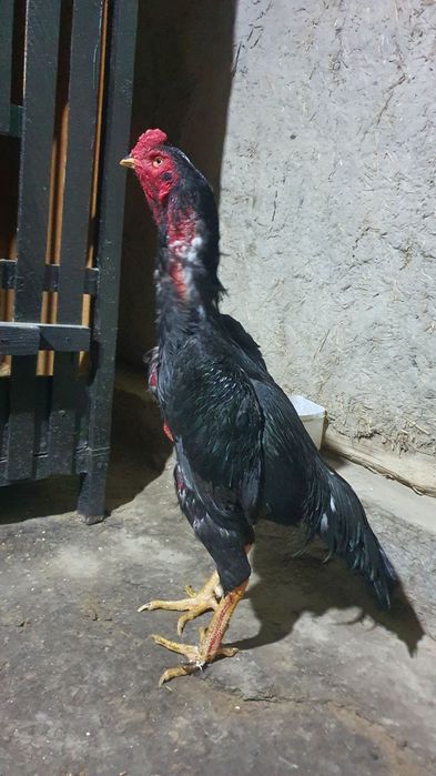 2 tulak xòroz zotga sotiladi