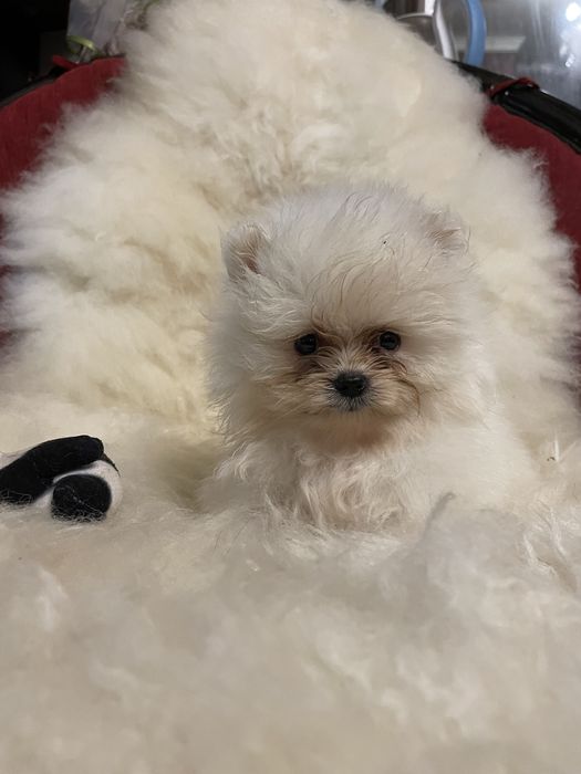 Щенки померанского шпица