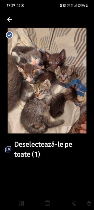 Donam puiuti de pisica din Mun Brasov