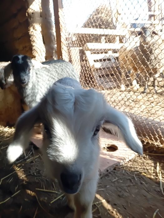 Лақ сатылады 10 000тг