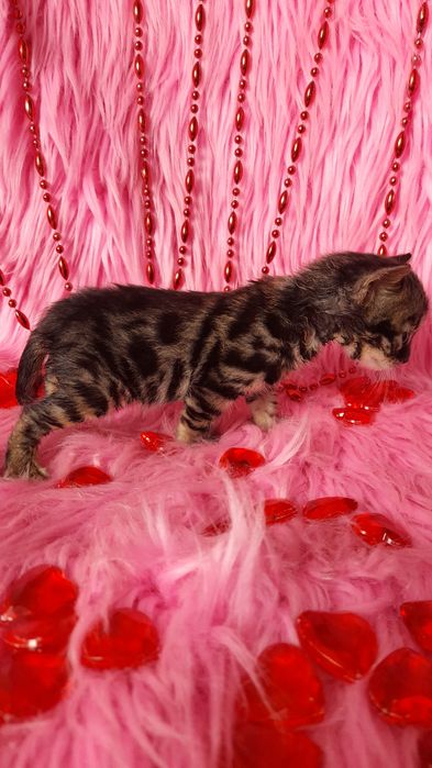 Бенгальская угольная девочка