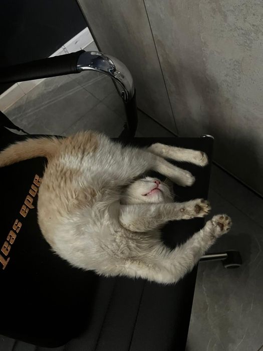 Отдам кота в добрые руки!