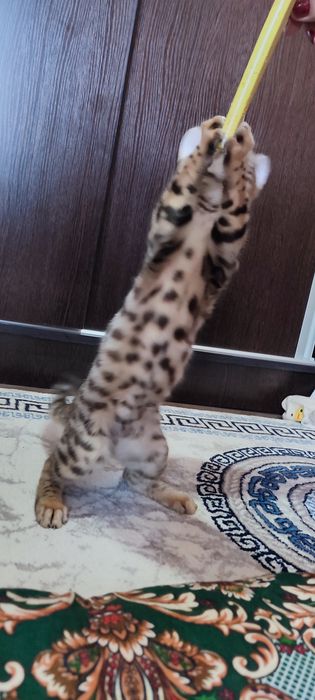 Бенгальские котята