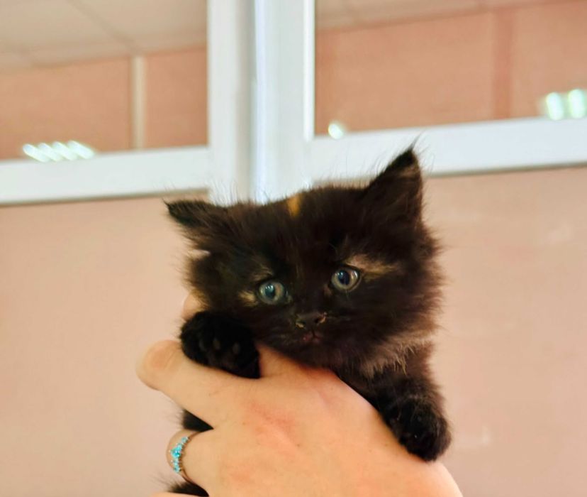 Отдам в добрые руки котят