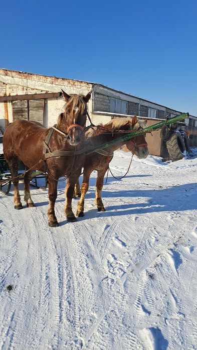 Vând mânz blond de un an și 4 luni