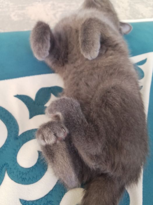 Отдам котенка в хорошие руки