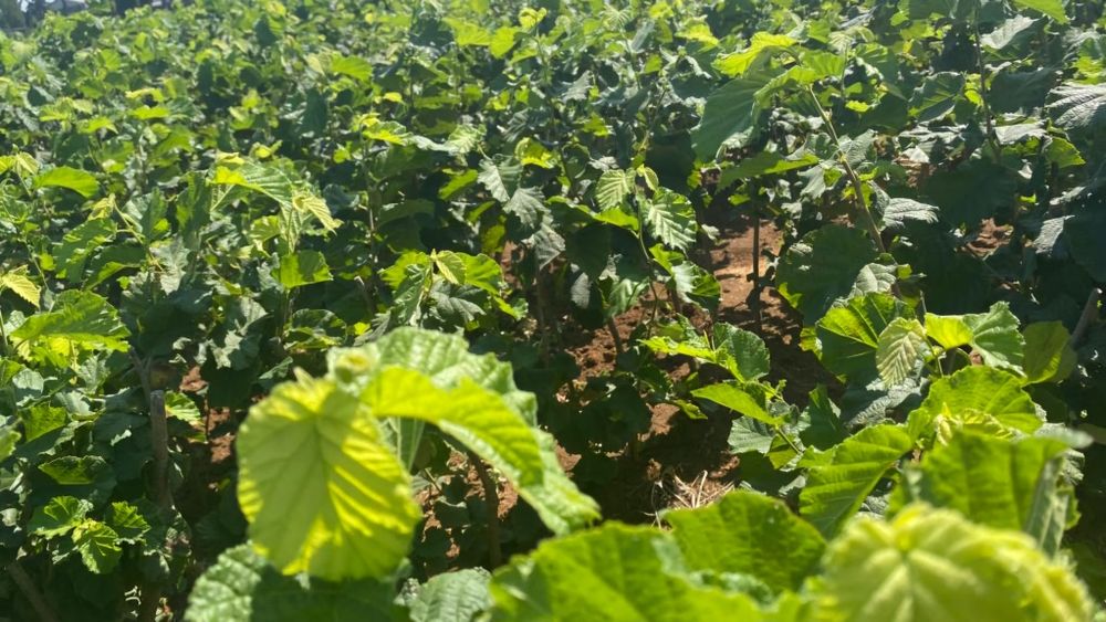 Puieti de alun certificati