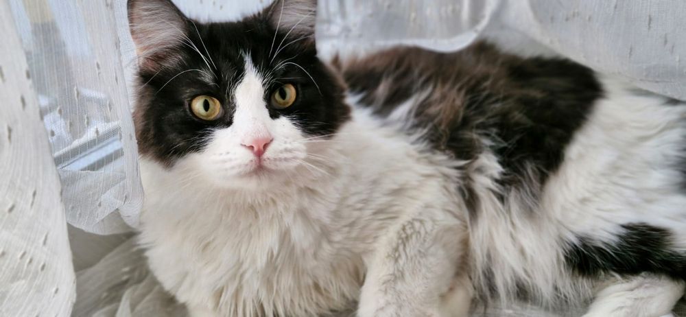 Отдам в хорошие руки