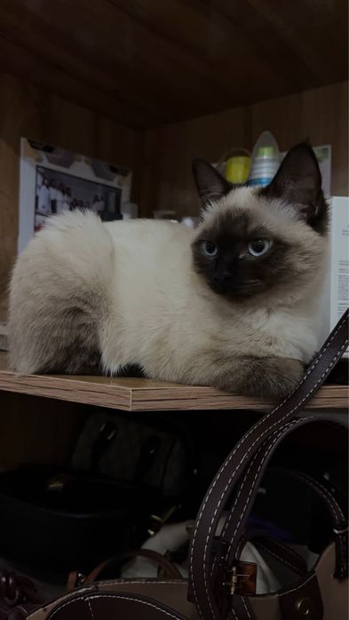 Отдам кота даром