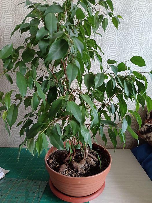 Фикус бенджамина 70 см
