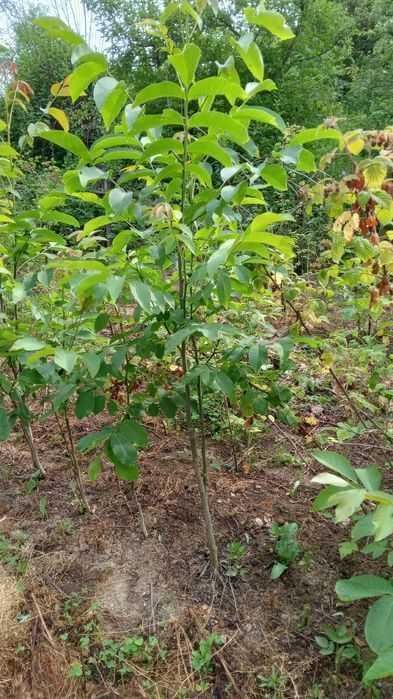 Drajoni de zmeura Cayuga, Willamette, Polana, Nuc, Mur, Coacaz, Aronia