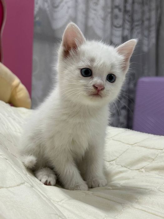 Продаются Котята породы Турецкая ангора.