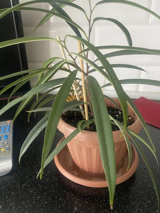 Продам комнатные цветы