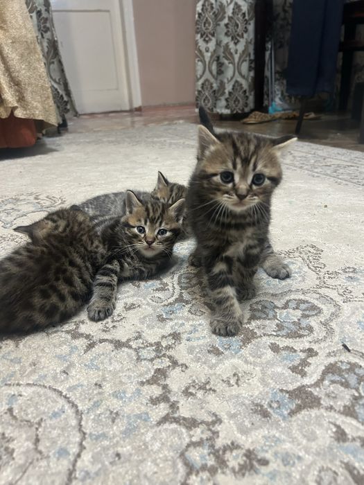 Котята скотиш страйт