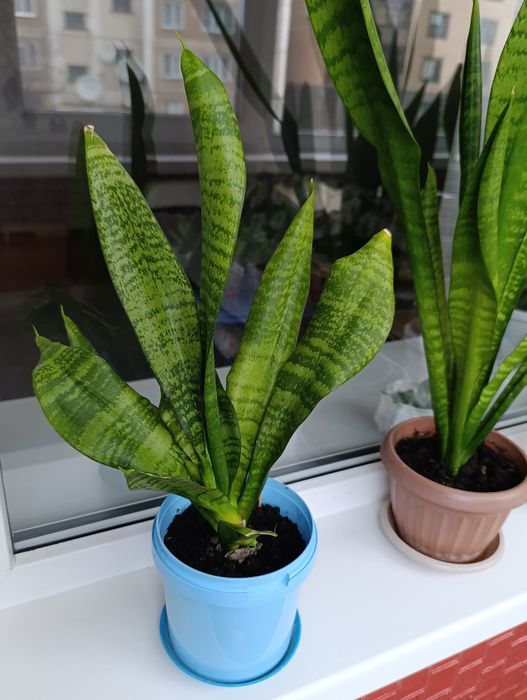 Комнатные растения