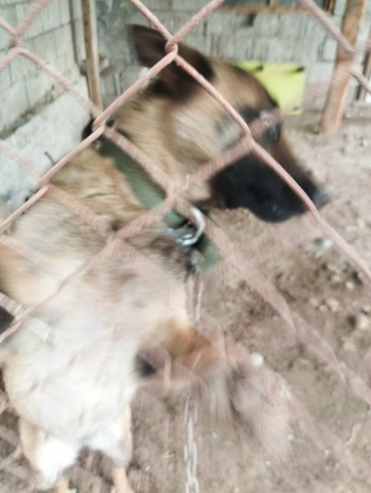 Бельгийский овчарка