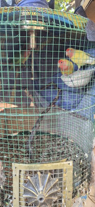 Qushlar sotilat 4 dona