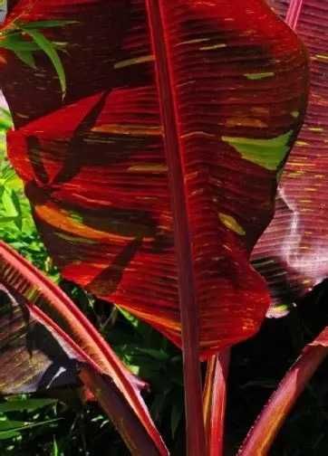Банановото дърво на Абисиния - Червен Банан или етиопски банан