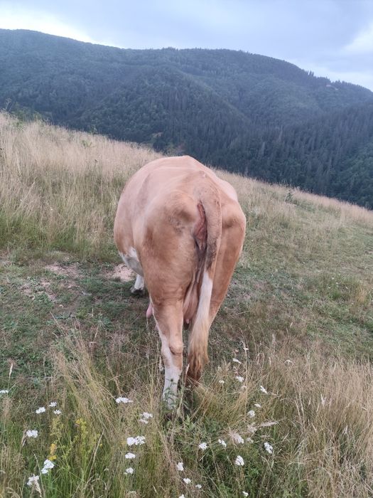 Vind vacă de9-10 ani
