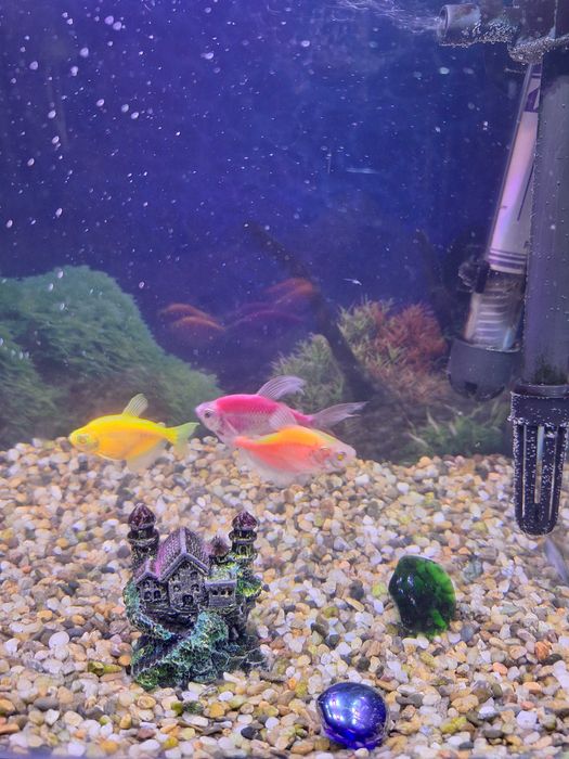 ПОДАРЯВАМ аквариум с рибки