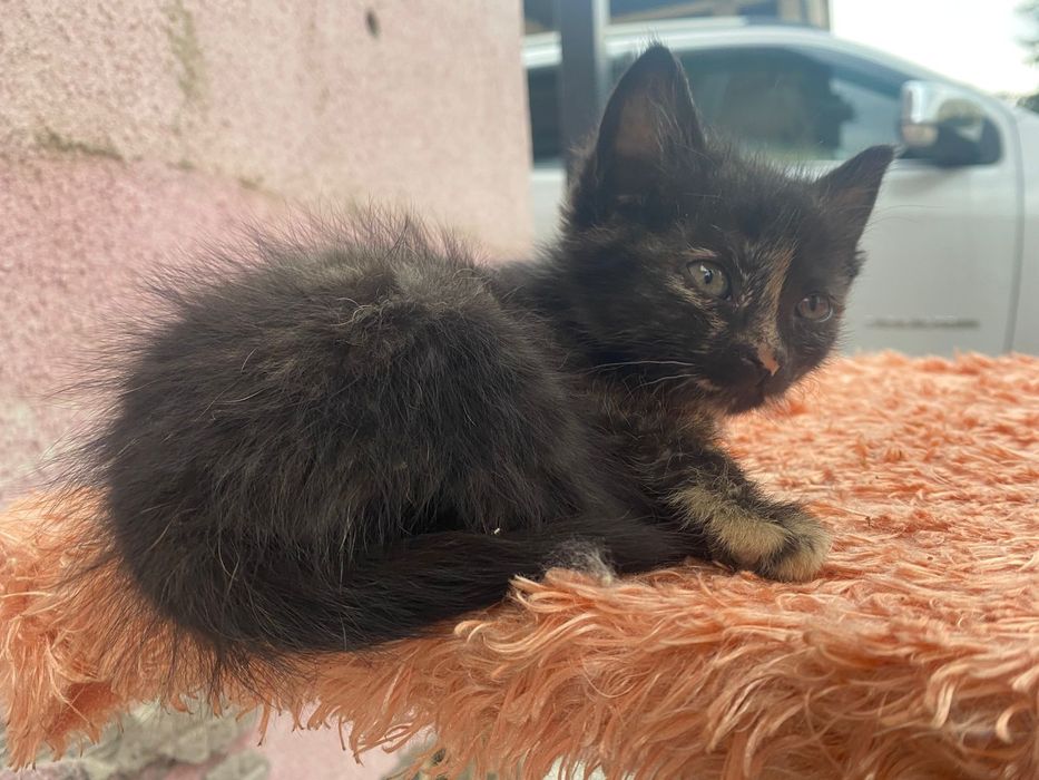 Отдаём котёнка в добрые руки