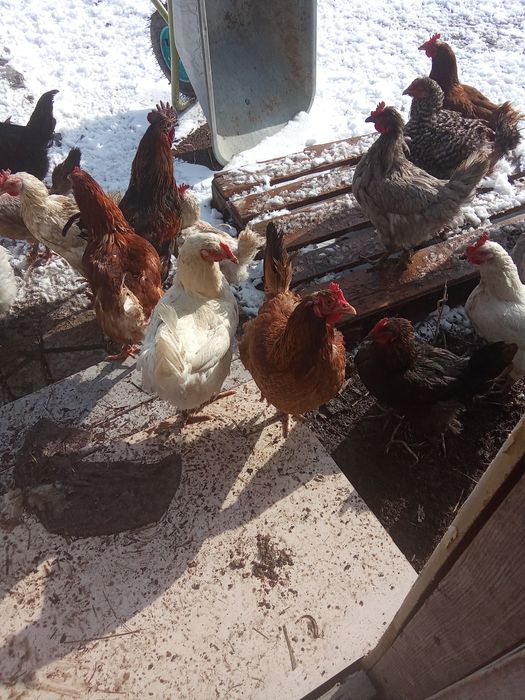 Продам курей домашних