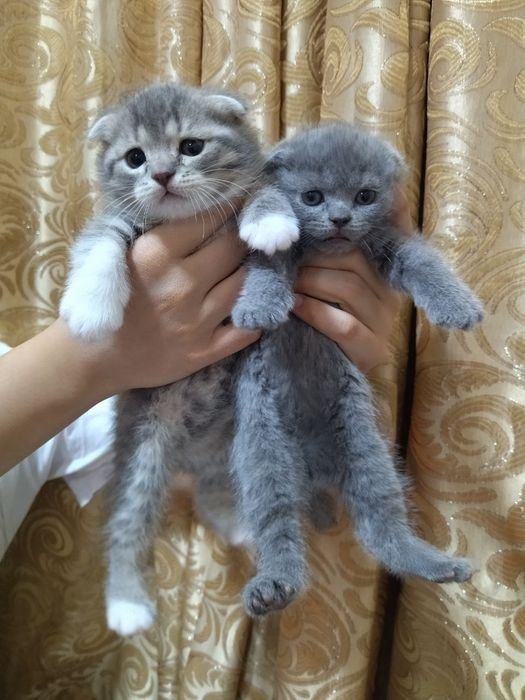 Котята вислоухие