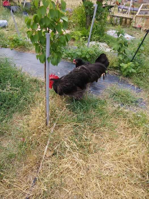 Vând familie de Jersey gigant trio si cocosi pinta australiană