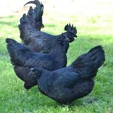 Ухейилюй товуқ тухумлари сотилади (тоза зот) кунига 30 та тухум